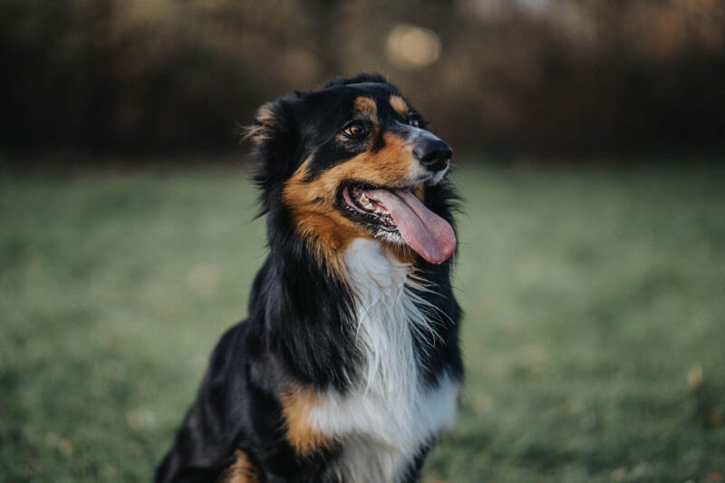 犬 写真 待て