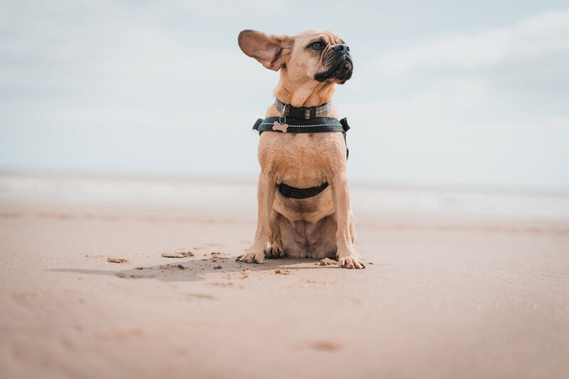 犬 写真 目線