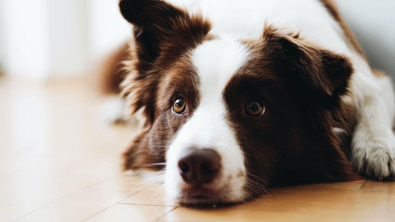 犬 写真 表情