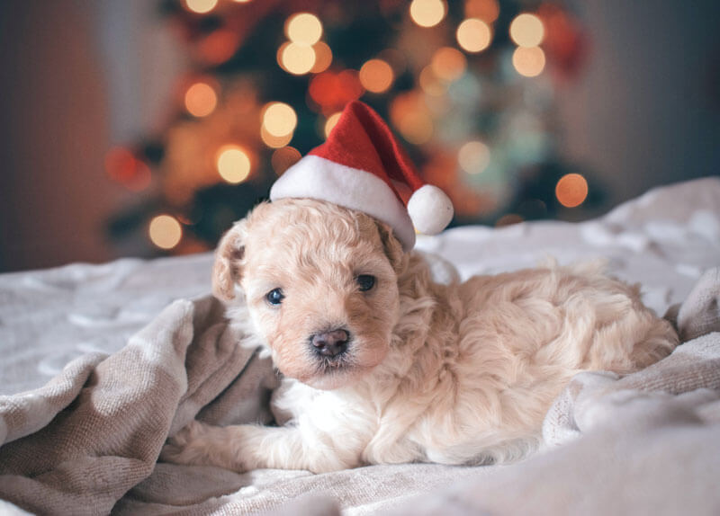 犬 写真 かわいい