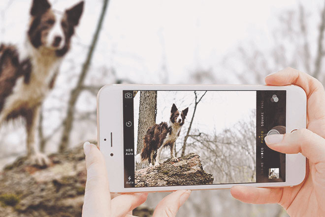 犬 スマホ 写真