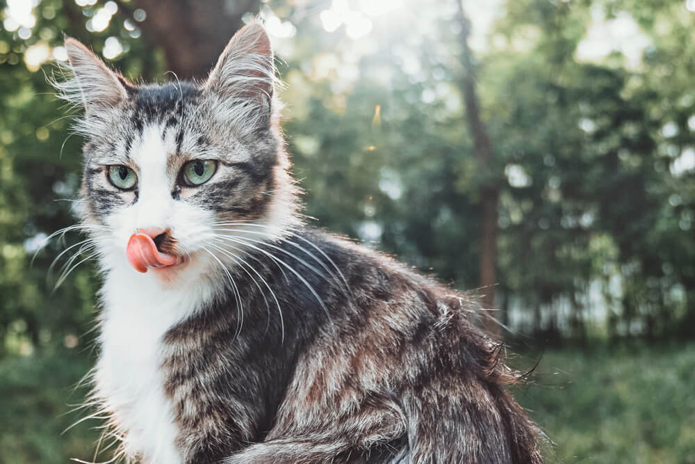 こだわりが強い猫の食事