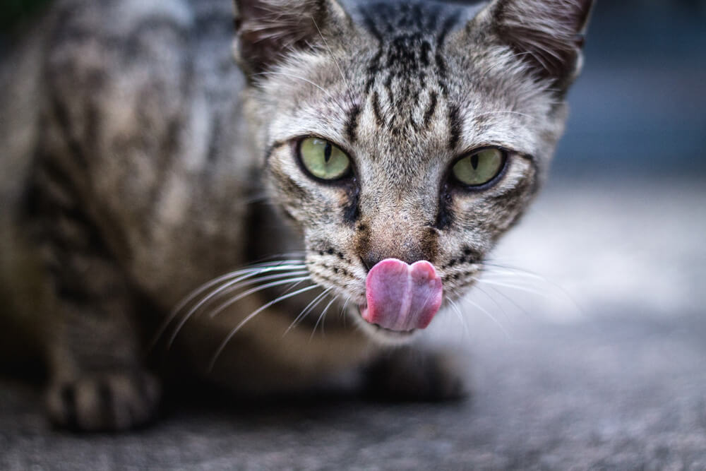 こだわり 強い 猫