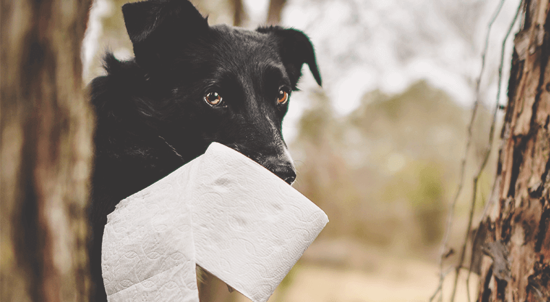 犬 ウンチ