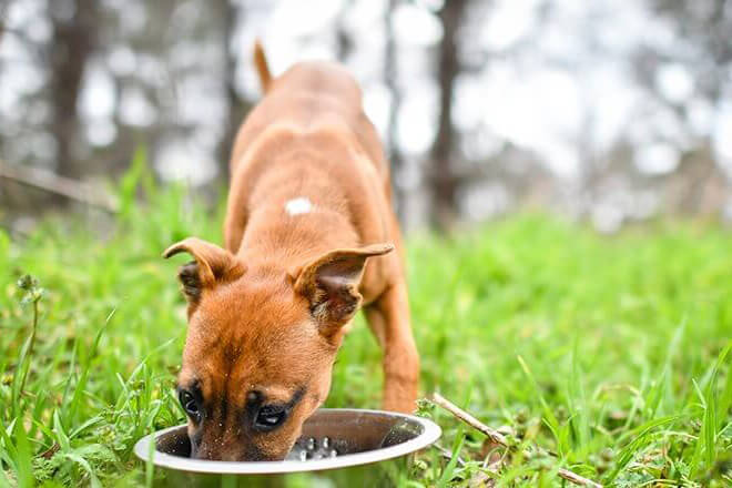 ヨーグルト 犬 猫