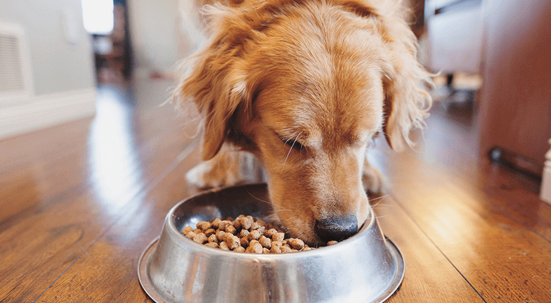 POCHI 鶏肉とかぼちゃのポタージュ 100g ポチ ドッグフード 犬 手作り