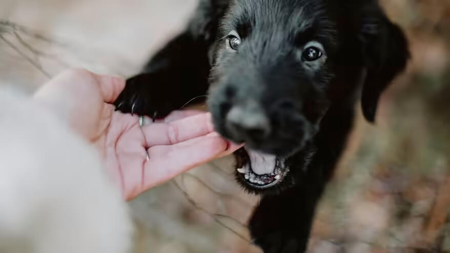 子犬 甘噛み