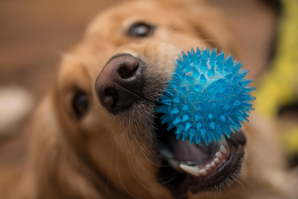 子犬 甘噛み