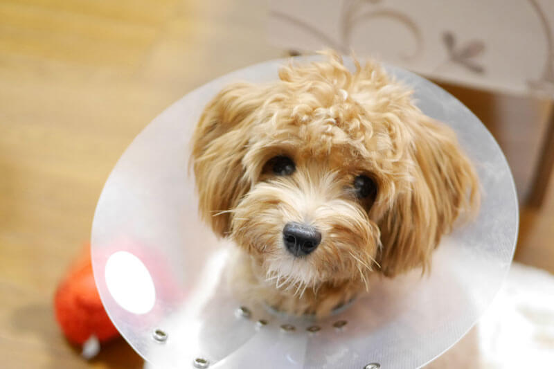 犬 避妊手術部位の保護