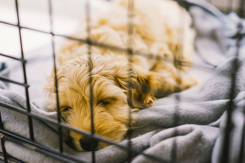 犬の避妊・去勢手術後に避けるべきこと