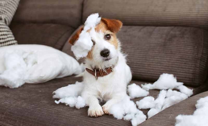 犬の分離不安症