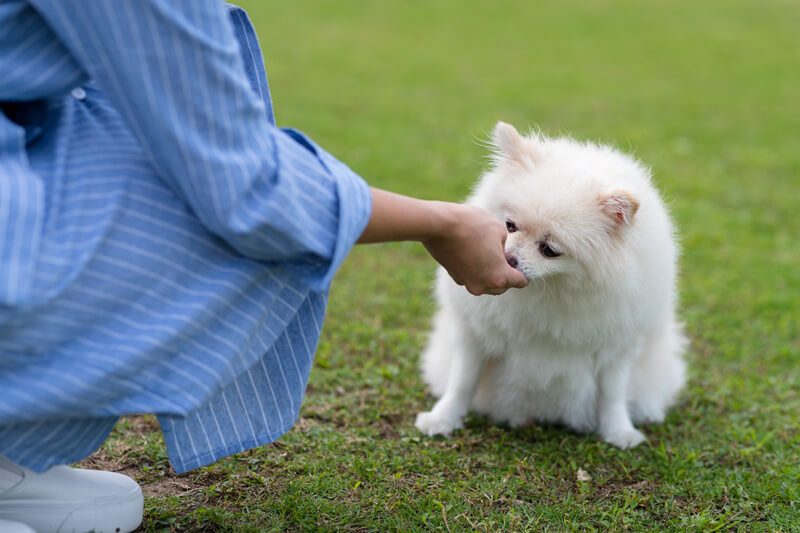 保護犬 ご褒美