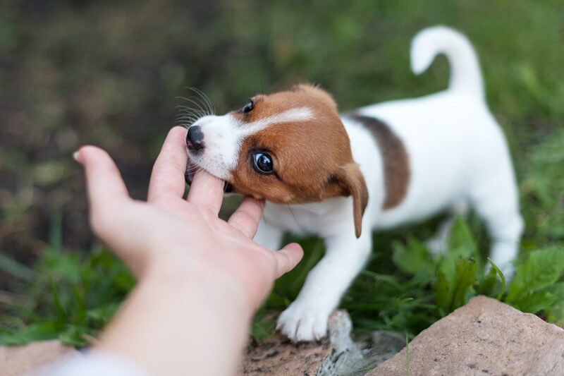 犬 トラウマ