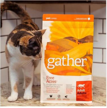 ギャザーネコ gathercat