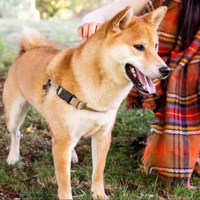 柴犬など中型 大型犬のニーズを満たすプレミアムドックフード Go ゴー カーニボア プレミアムドッグフード キャットフードのgpn 柴犬など中型 大型犬のニーズを満たすプレミアムドックフード Go ゴー カーニボア プレミアムドッグフード キャットフードのgpn