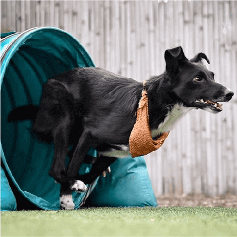 柴犬など中型 大型犬のニーズを満たすプレミアムドックフード Go ゴー カーニボア プレミアムドッグフード キャットフードのgpn 柴犬など中型 大型犬のニーズを満たすプレミアムドックフード Go ゴー カーニボア プレミアムドッグフード キャットフードのgpn