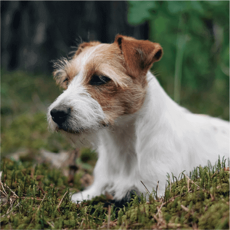 柴犬など中型 大型犬のニーズを満たすプレミアムドックフード Go ゴー カーニボア プレミアムドッグフード キャットフードのgpn プレミアムドッグフード キャットフードのgpn
