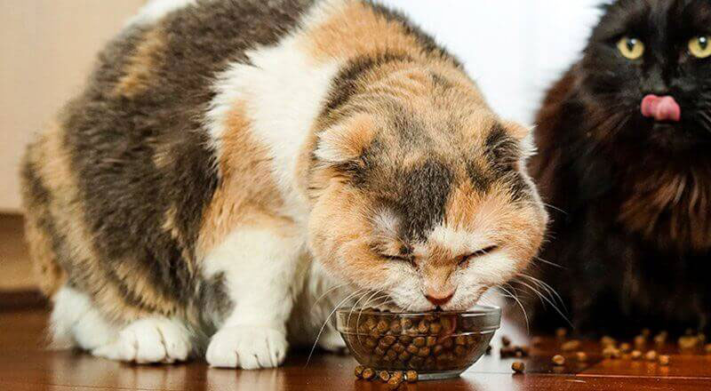 嗜好性、食べムラ